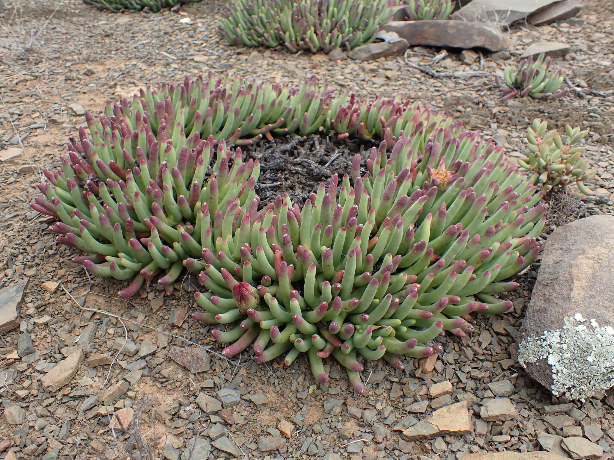 صورة Cylindrophyllum calamiforme (L.) Schwant.