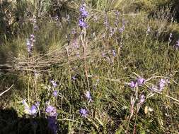 Image of Kath's sun orchid