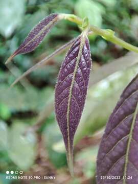 Image de Aporosa frutescens Blume