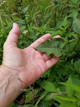 Image of <i>Parthenium <i>integrifolium</i></i> var. integrifolium