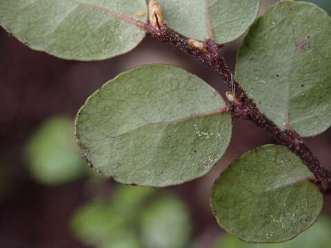 Image of Nothofagus solandri (Hook. fil.) Oerst.