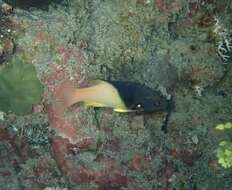 Image of Black-belt hogfish