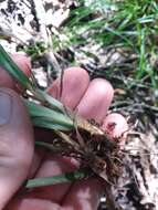 Image of Tar-Heel Sedge