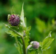 Imagem de Cirsium kamtschaticum Ledeb. ex DC.