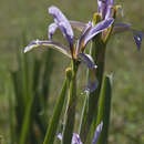 Sivun Iris halophila var. sogdiana (Bunge) Skeels kuva