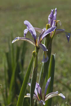 Plancia ëd Iris halophila var. sogdiana (Bunge) Skeels