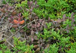 Image of Delosperma patersoniae (L. Bol.) L. Bol.