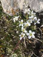 Image of Fringed sandwort