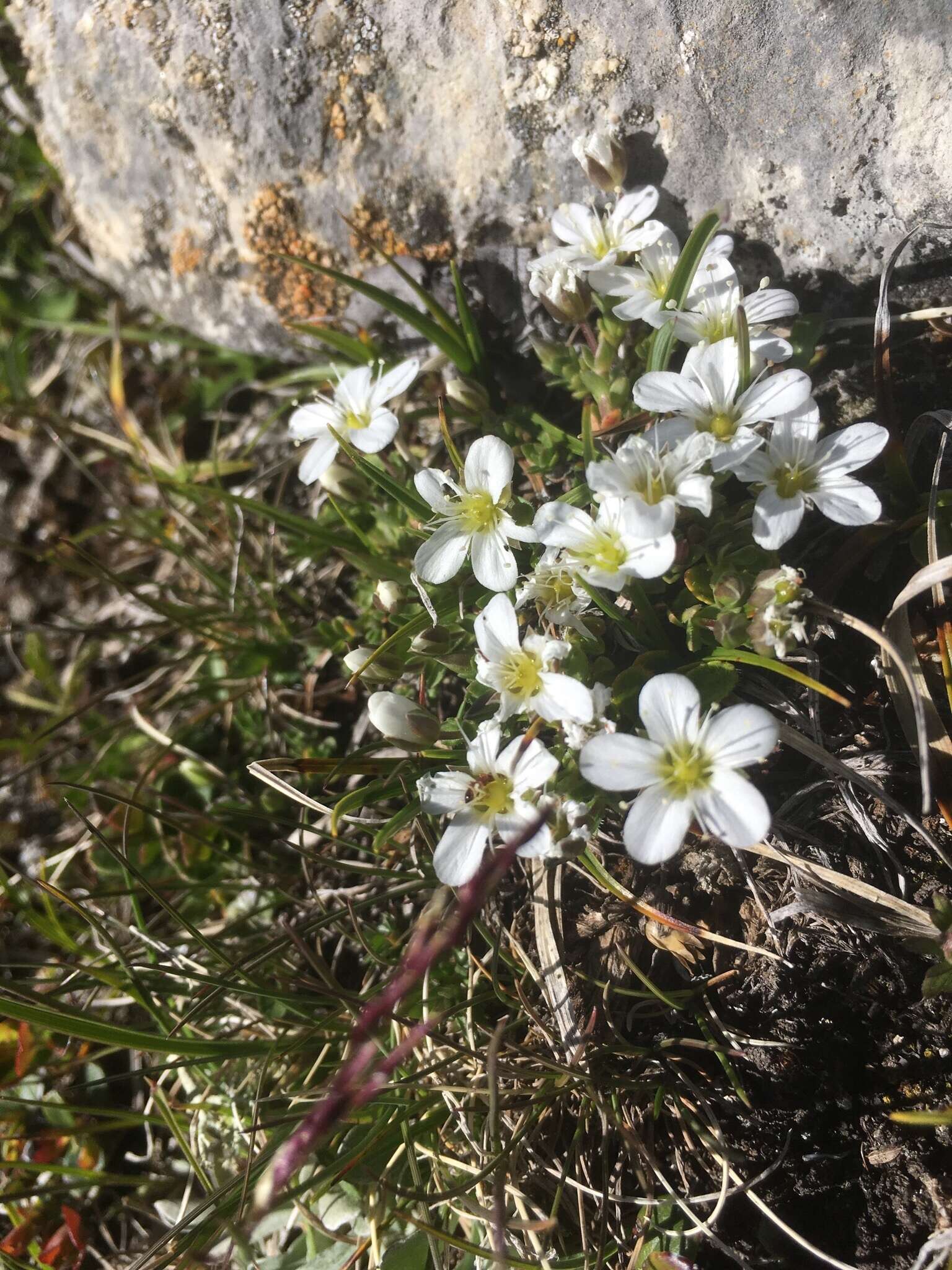 Image de Arenaria ciliata L.