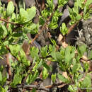 Image of Cladocolea diversifolia (Benth.) J. Kuijt