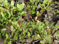 Image of Cladocolea diversifolia (Benth.) J. Kuijt