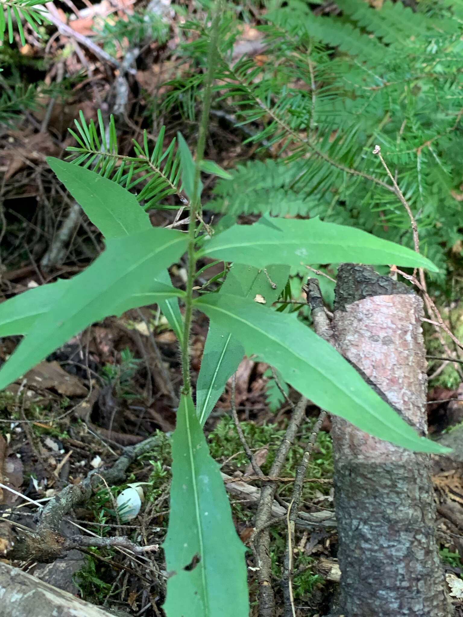 Image of threetooth hawkweed