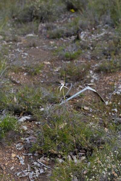 Caladenia longicauda subsp. merrittii Hopper & A. P. Br.的圖片