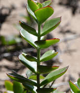 Imagem de Cotyledon adscendens R. A. Dyer