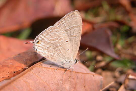 Imagem de Catochrysops