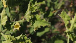 Image of Palmer's groundcherry