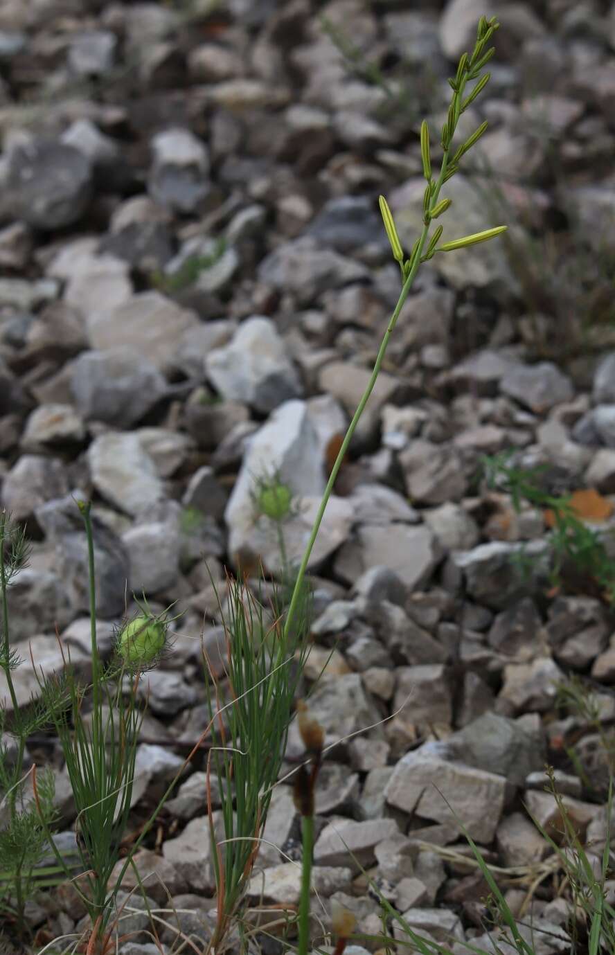 Image of Asphodeline liburnica (Scop.) Rchb.