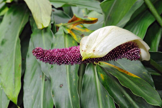 Imagem de Anthurium formosum Schott