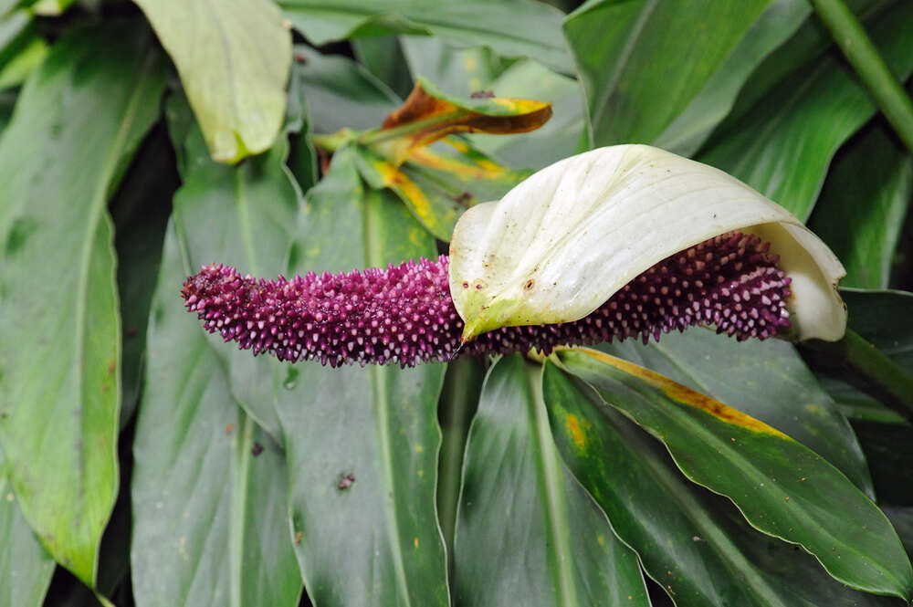 Image of Anthurium formosum Schott