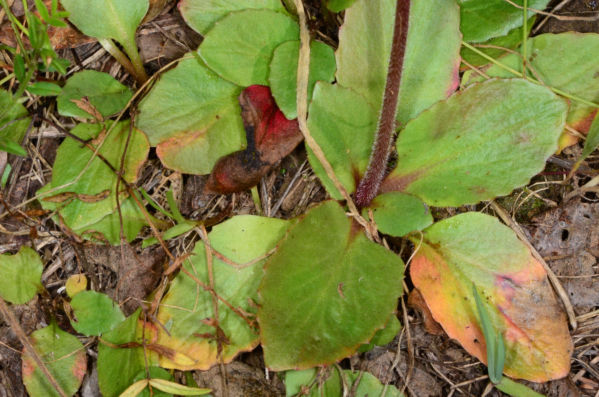 Image of Columbian Pseudosaxifrage