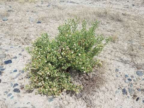 Image de Heterotheca oregona var. compacta (Keck) J. C. Semple