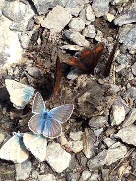 Image of Polyommatus damon