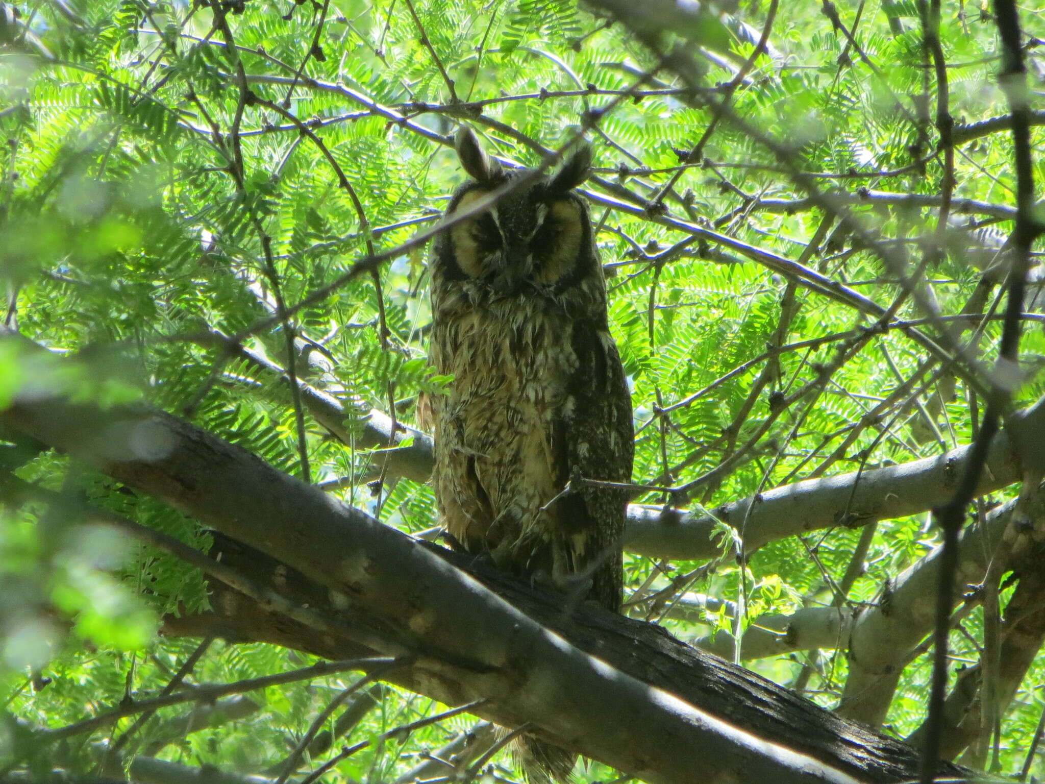 Image of Long-eared Owl