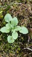 Image of Pterostylis erythroconcha M. A. Clem. & D. L. Jones