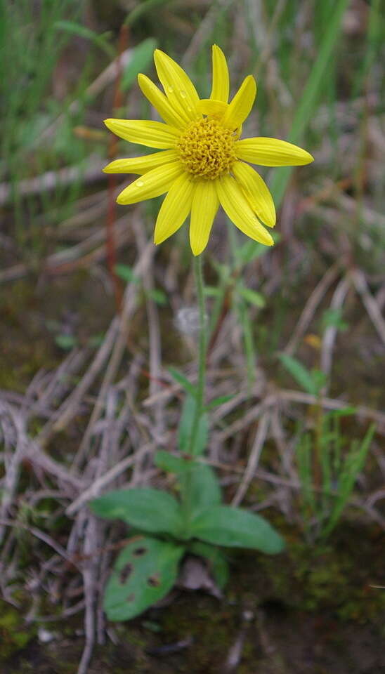 Image de Arnica griscomii subsp. frigida (Iljin) S. J. Wolf