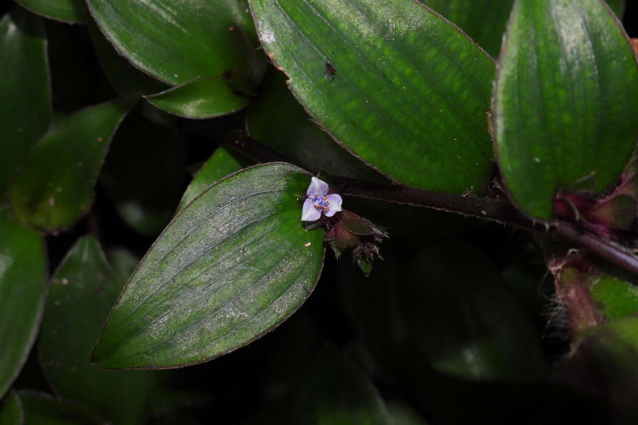 Image de Belosynapsis ciliata (Blume) R. S. Rao