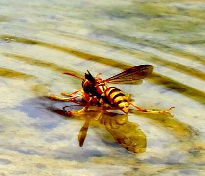 Image of Polistes dorsalis californicus Bohart 1949