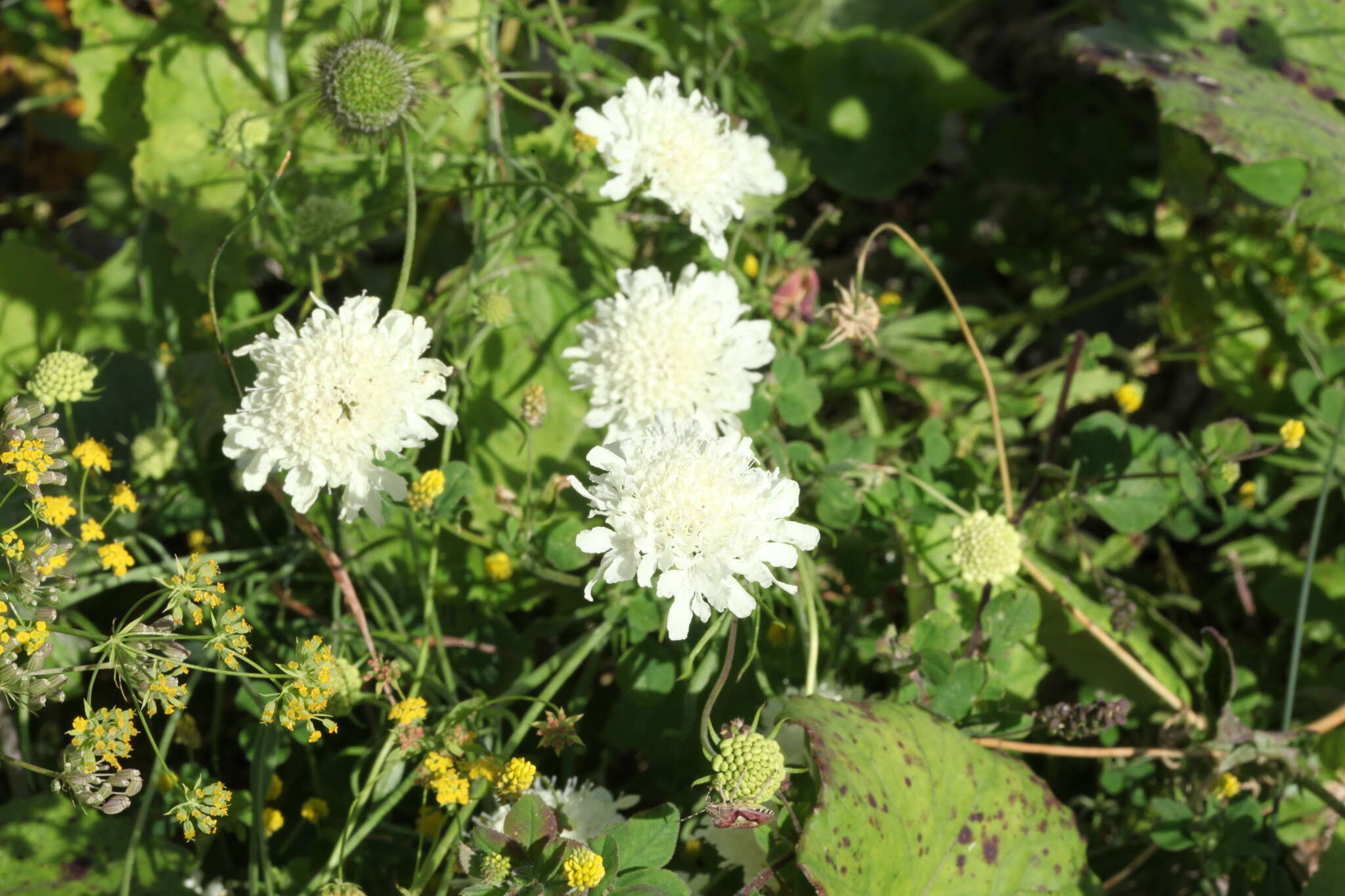 Image of Scabiosa bipinnata C. Koch