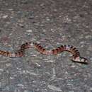 Image of Thornscrub or Desert Hooknose Snake