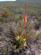 Plancia ëd Aloe glauca Mill.