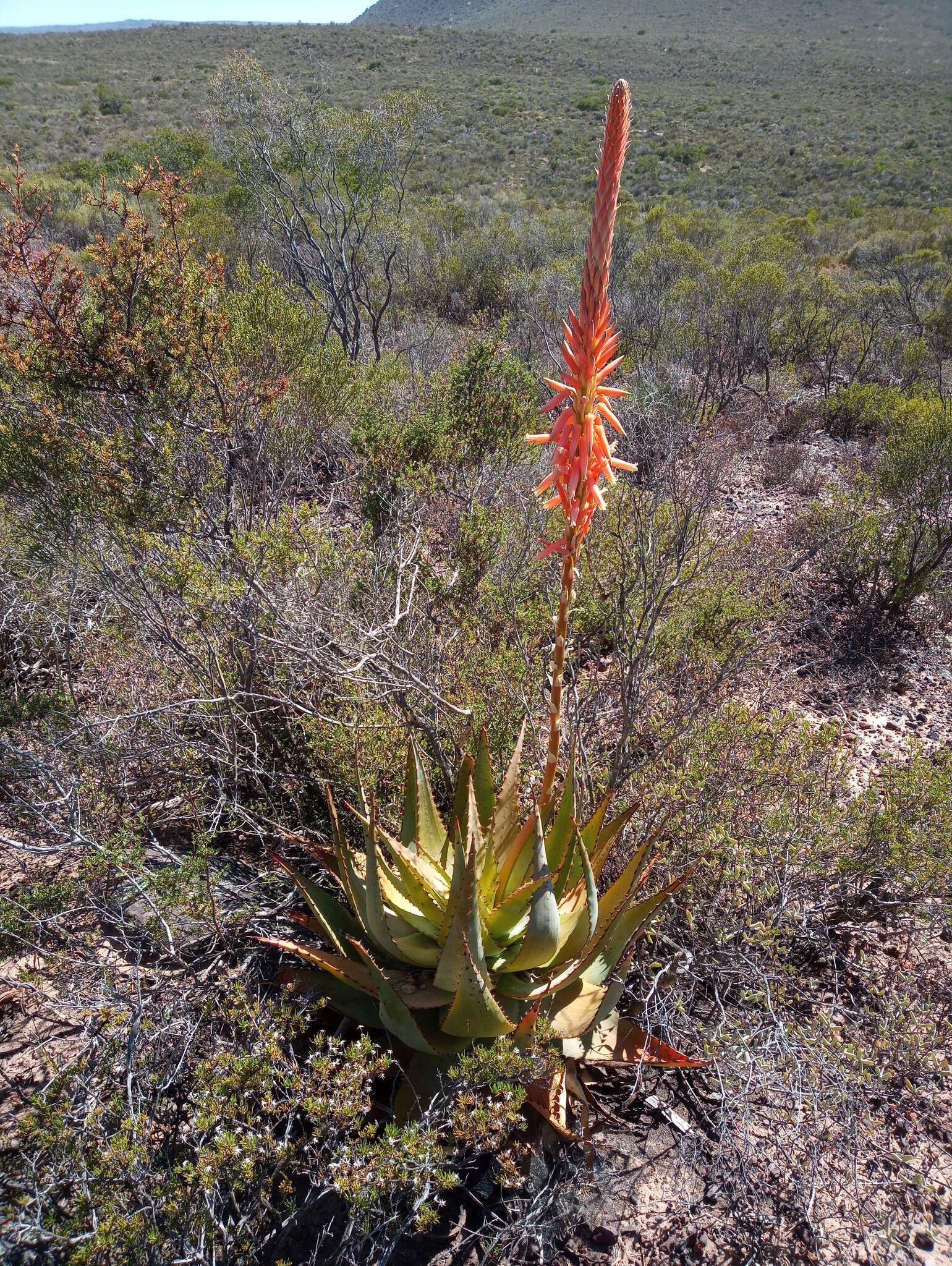 Plancia ëd Aloe glauca Mill.