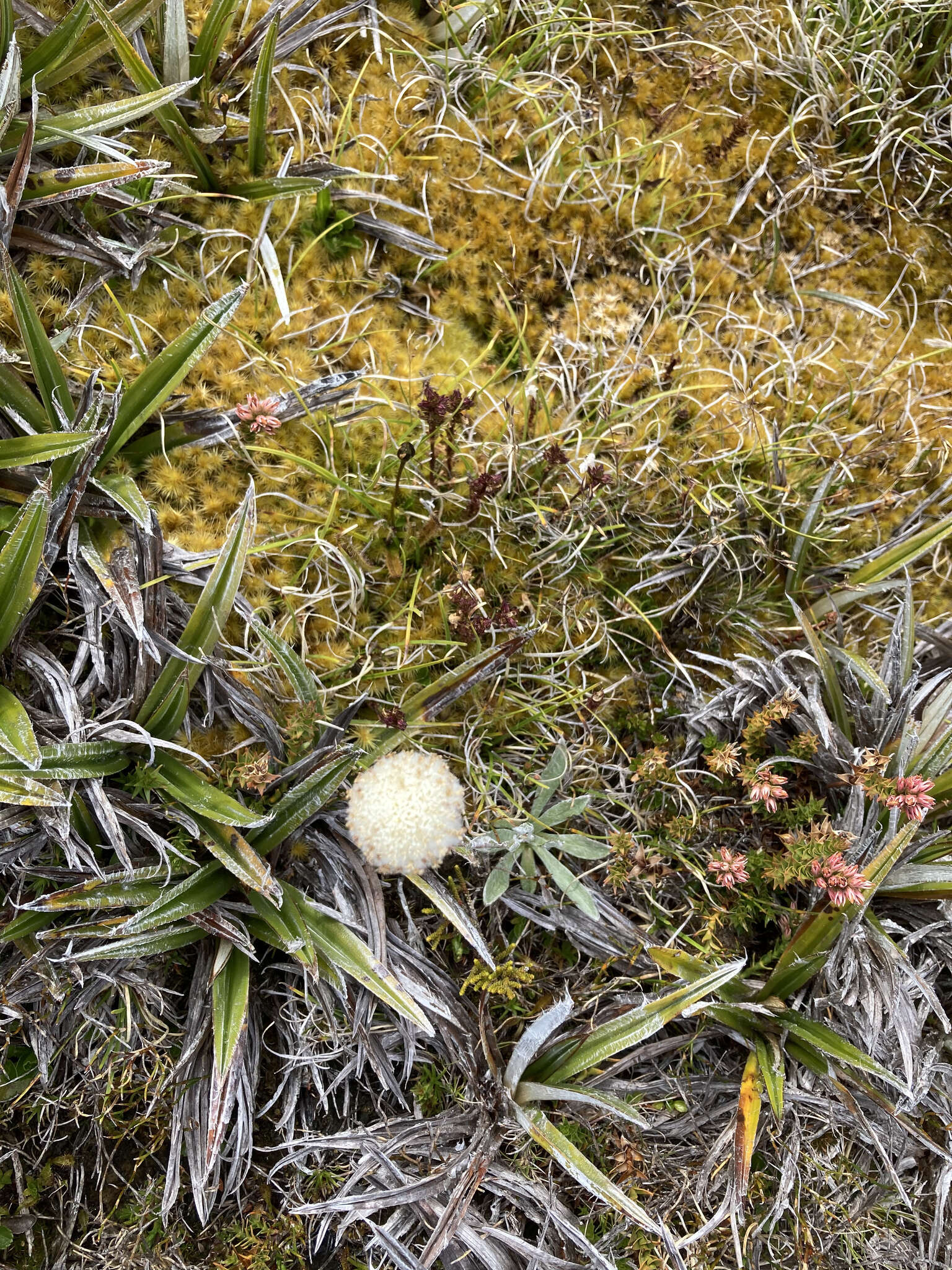 Image of Craspedia glauca (Labill.) Spreng.