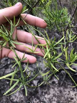 Слика од Baccharis angustifolia Michx.