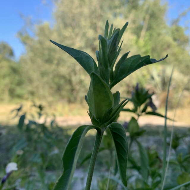 Plancia ëd Barleria mackenii Hook. fil.