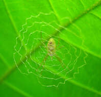 Image of Argiope chloreis Thorell 1877