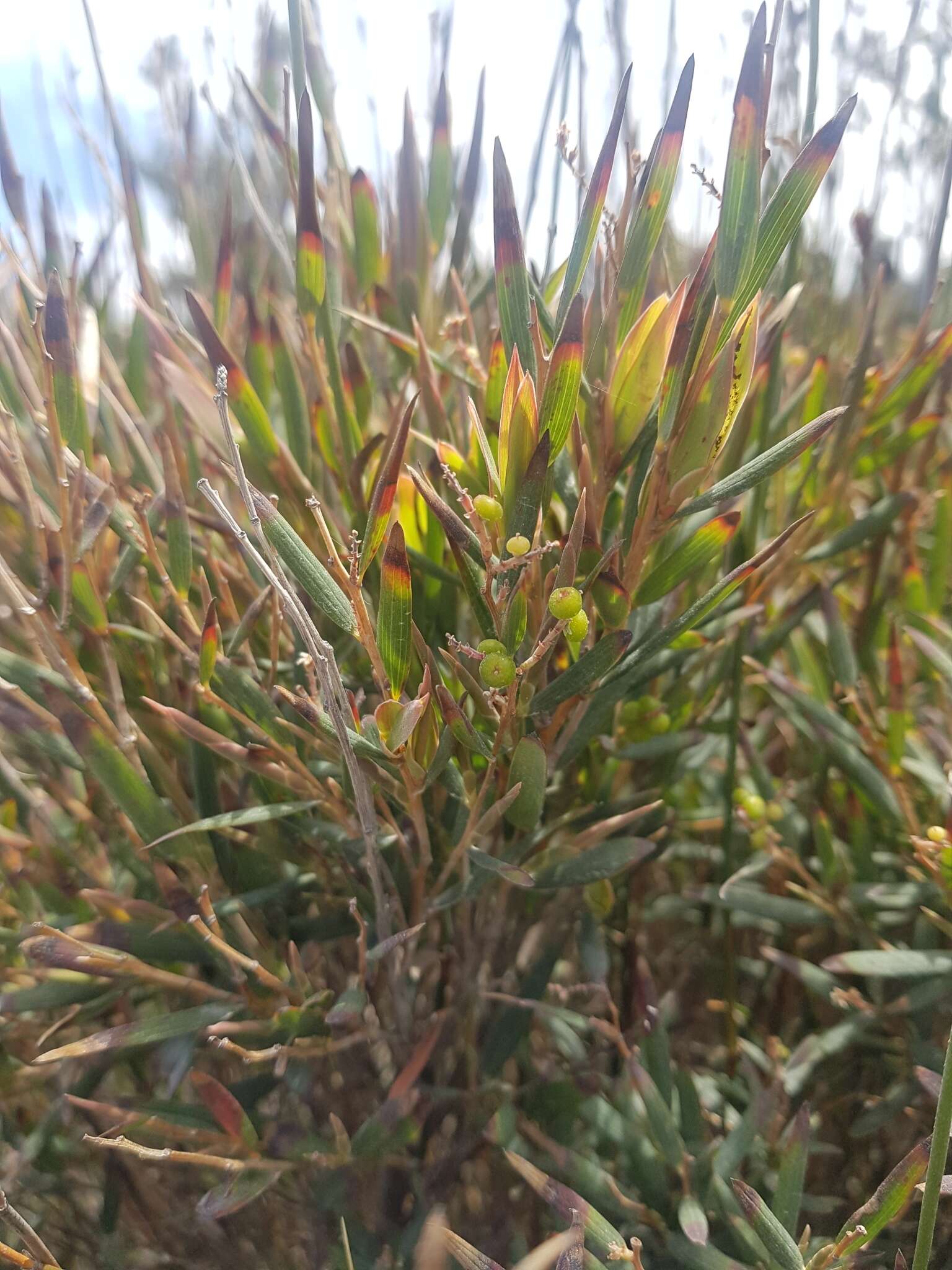 Image of Leucopogon australis R. Br.