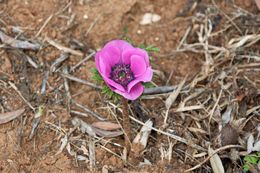 Image of Poppy Anemone