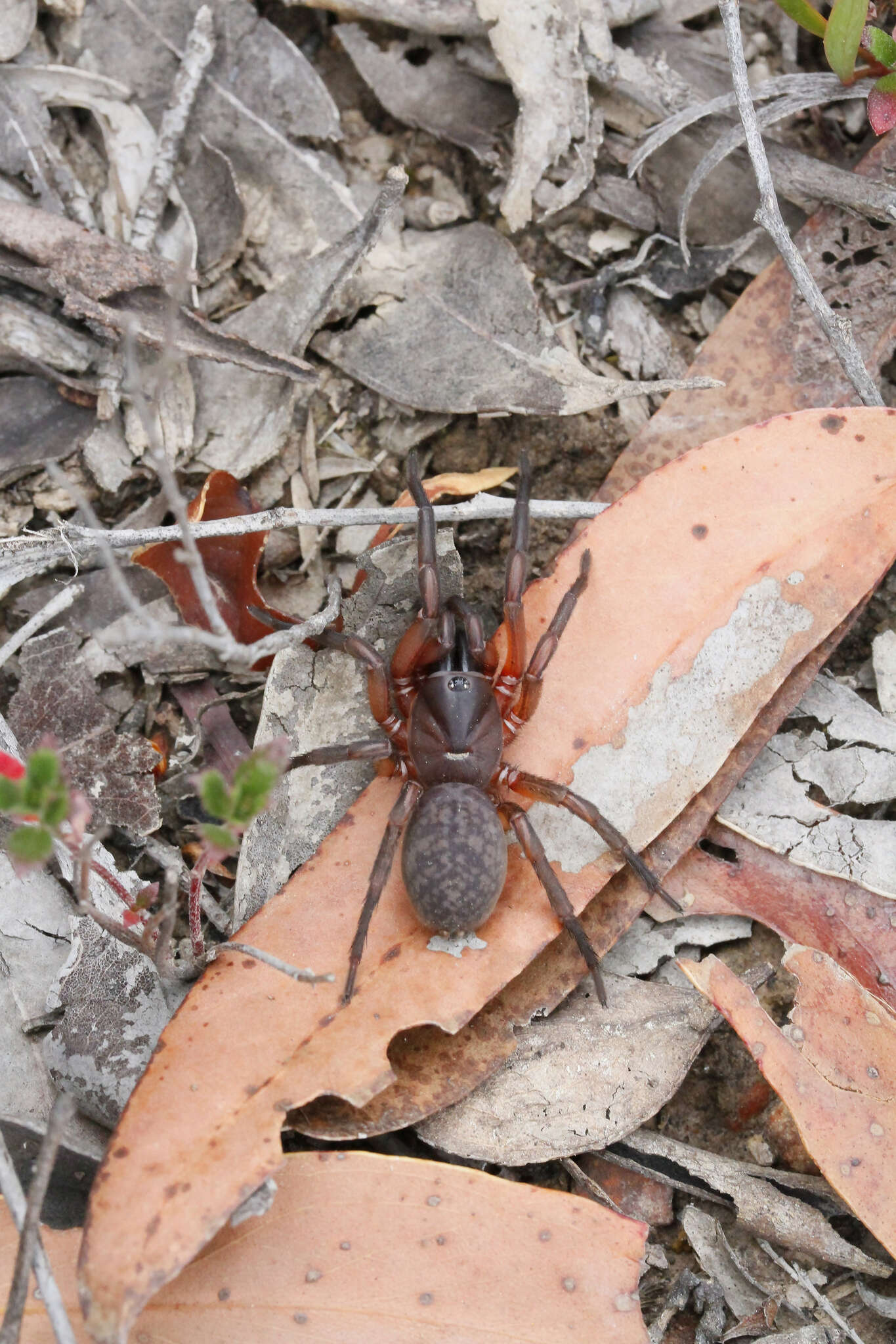 Image of Teyloides bakeri Main 1985