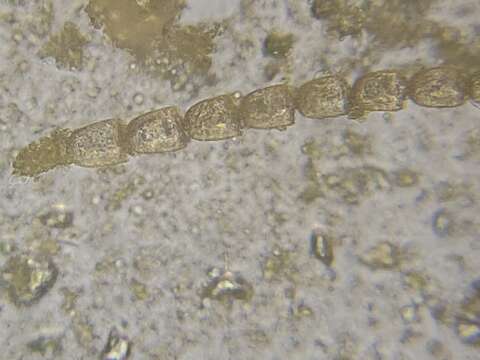 Image of Leptohalysis Loeblich & Tappan 1984