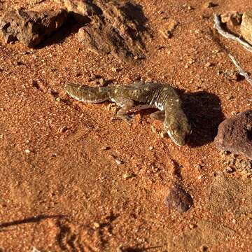 Image of Tesselated Gecko