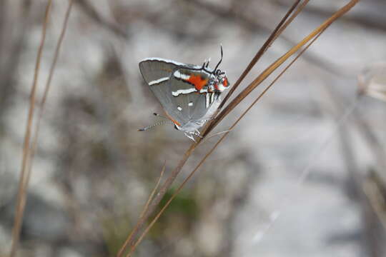 Image of Bartram's hairstreak Butterfly