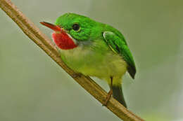 Image of Jamaican Tody