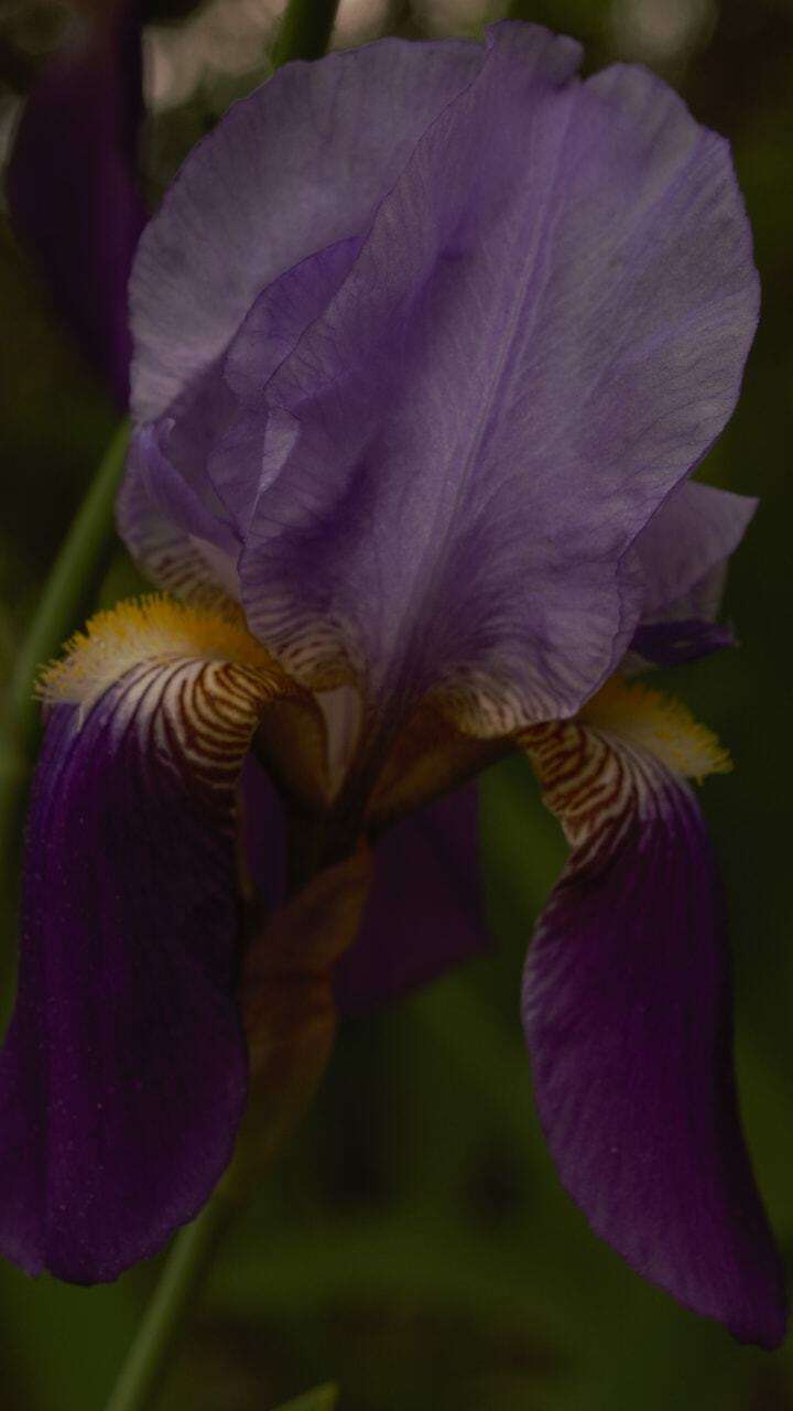 Sivun Iris hellenica Mermygkas kuva