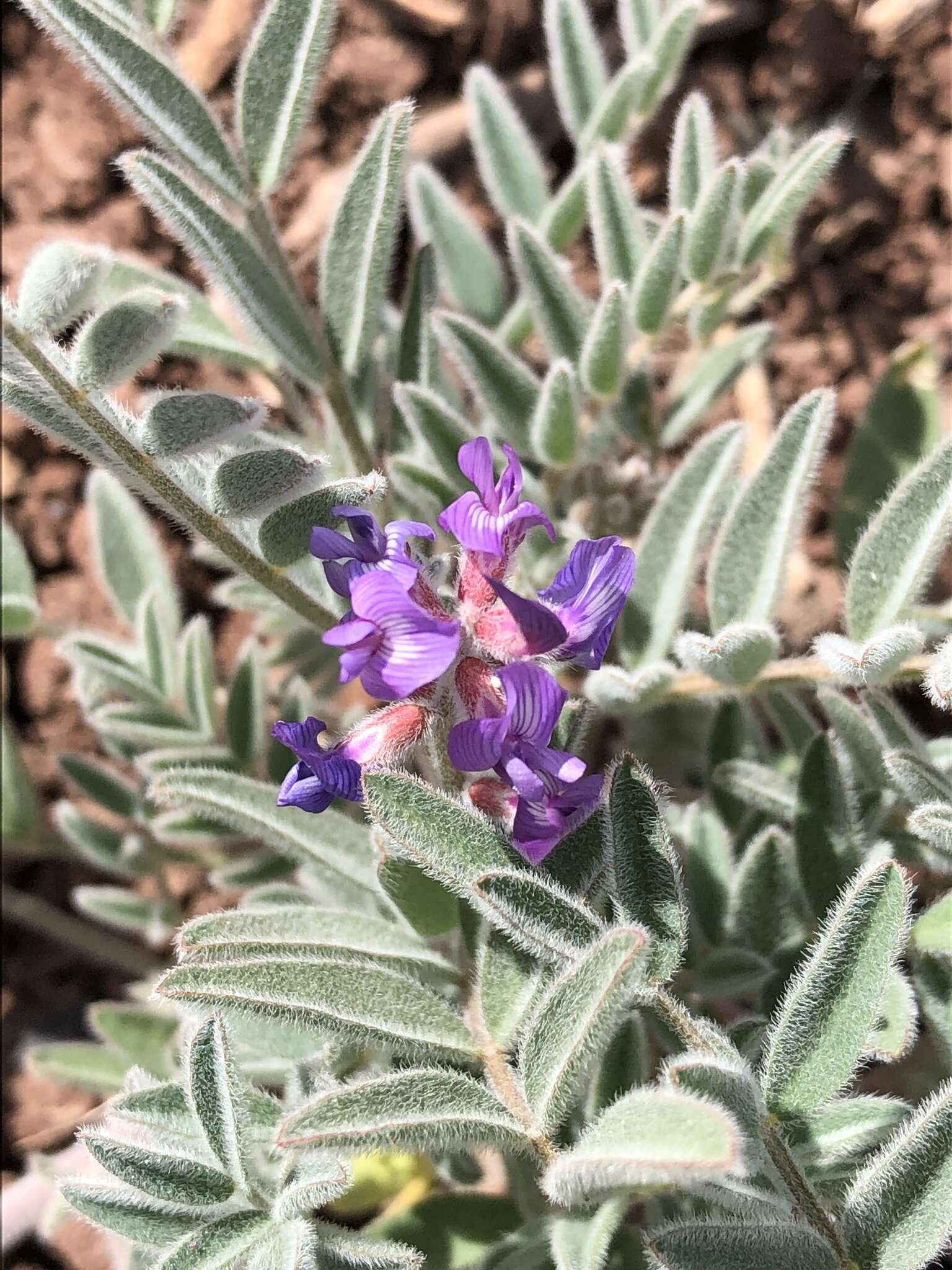 Image of Astragalus prorifer