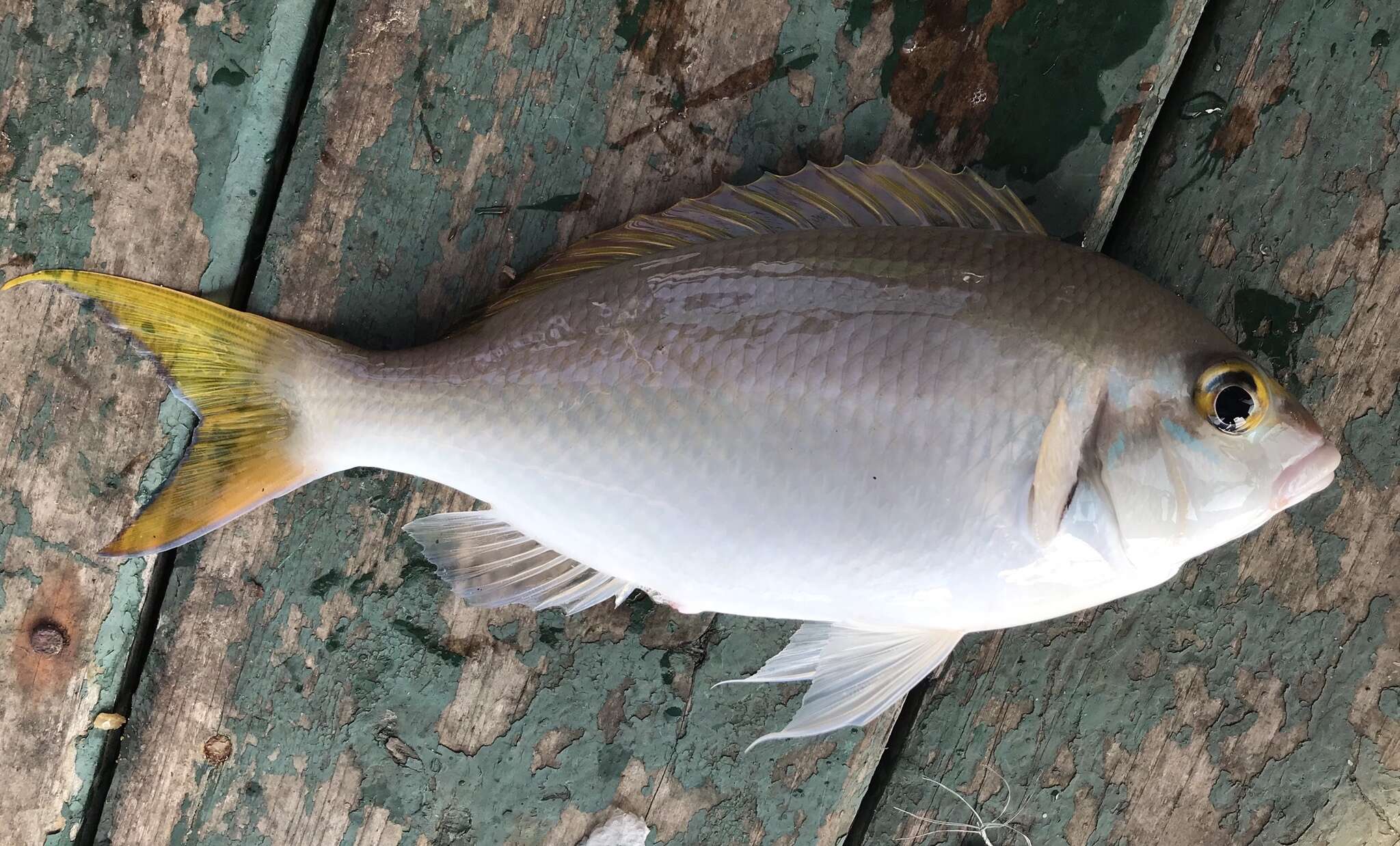 Image of Pale monocle bream