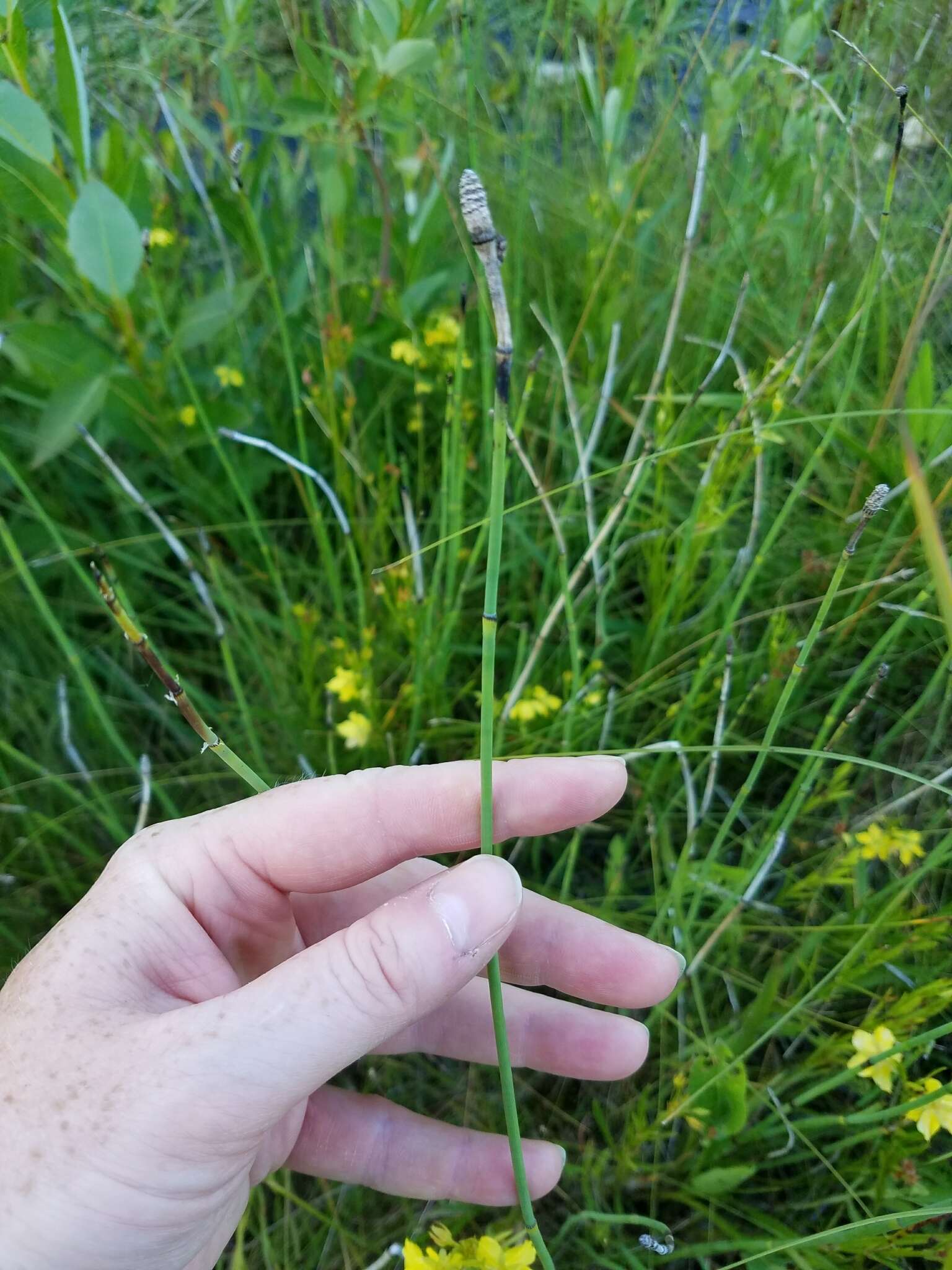 Image of smooth horsetail